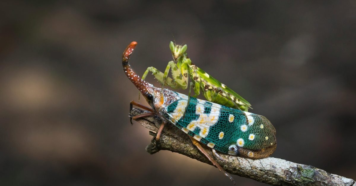new lanternfly species vietnam cambodia